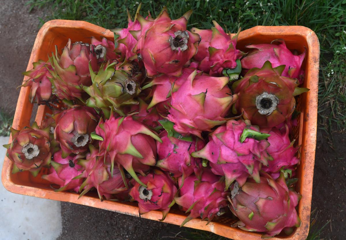 Dragon fruits from a farm at Ananthagiri near Araku 110 km from Visakhapatnam. The farming venture is managed by the tribals of the region and is seeing encouraging yeilds over the last five years