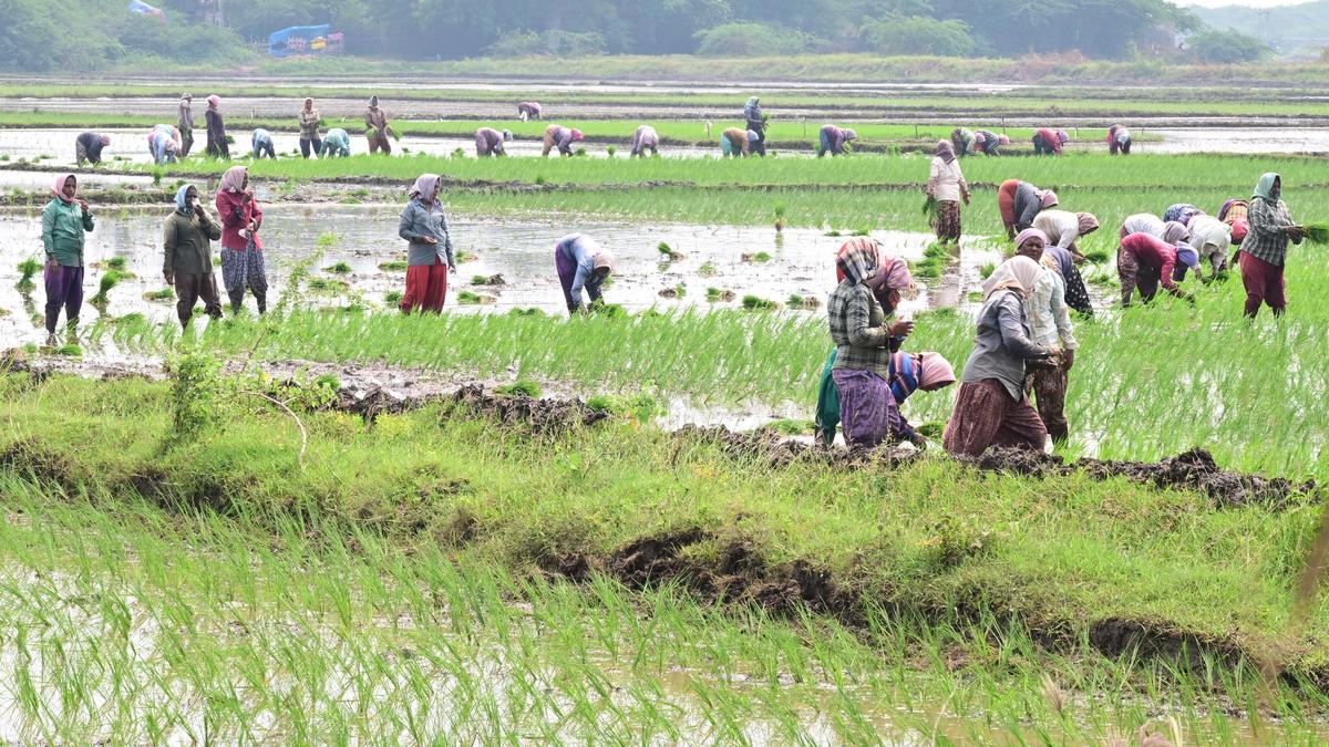 Cyclone Montha threatens paddy harvest in Anakapalli district