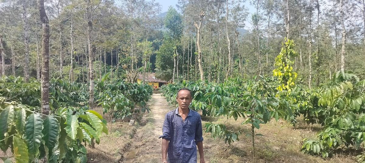 As many as 16 families settled in Saragodu Reserve Forest in Mudigere taluk are scheduled to be shifted out of the forest. The families have been living in the forest without proper roads, electricity, or other amenities.