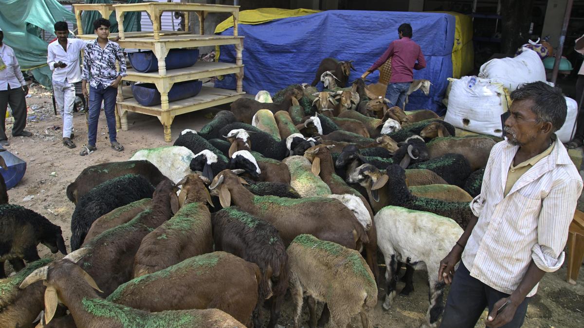 Hyderabad police caution goat, sheep traders against digital payment scams ahead of Id al-Adha