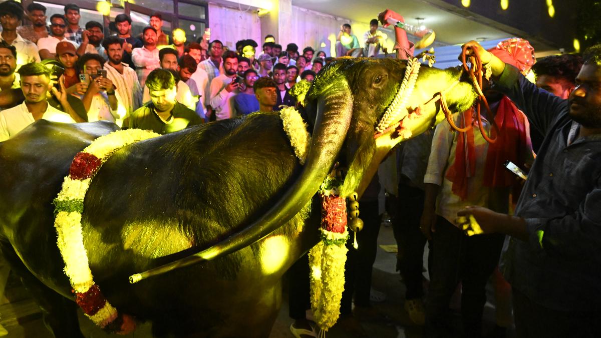 Hyderabad celebrates carnival of buffalo bulls