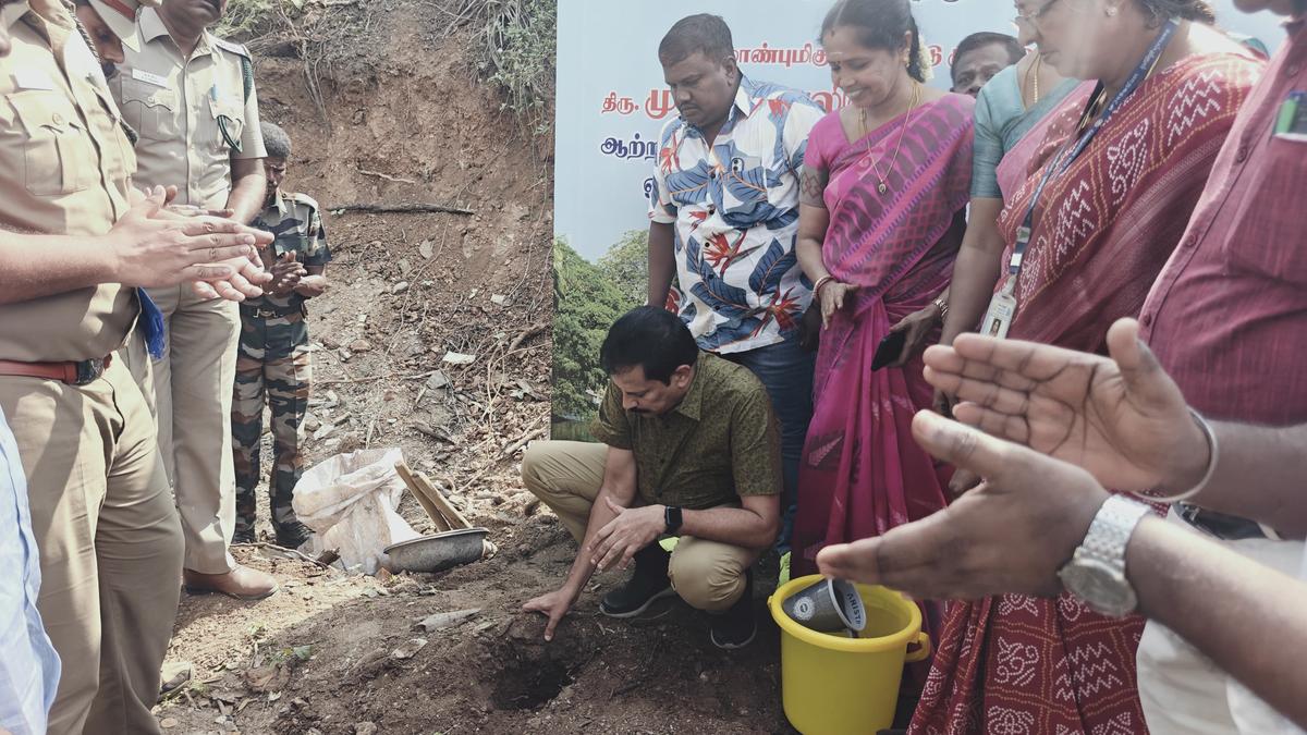 Coimbatore Forest Division to plant 50,000 palm seeds under Green Tamil Nadu Mission