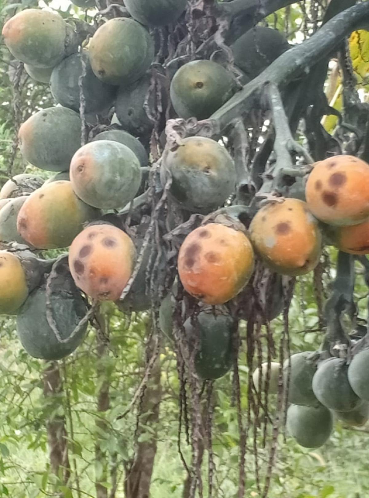 Community based spraying approach needed to control leaf spot disease in arecanut plantations, says former CPCRI Director P. Chowdappa