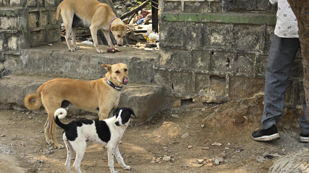 Stray dogs at the centre of a growing social divide