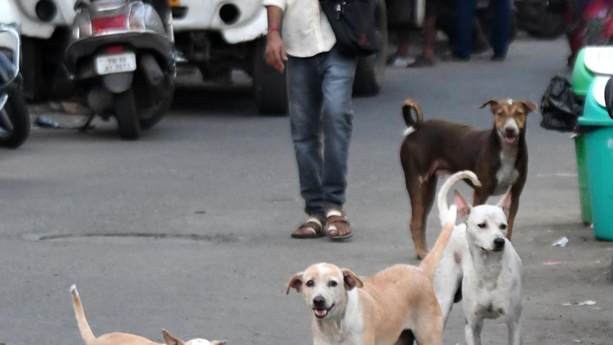 Chief Secretary tells GCC to develop action plan for stray animal control