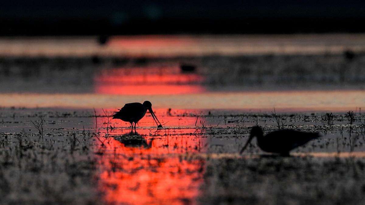 The curious case of Delhi’s disappearing water bodies