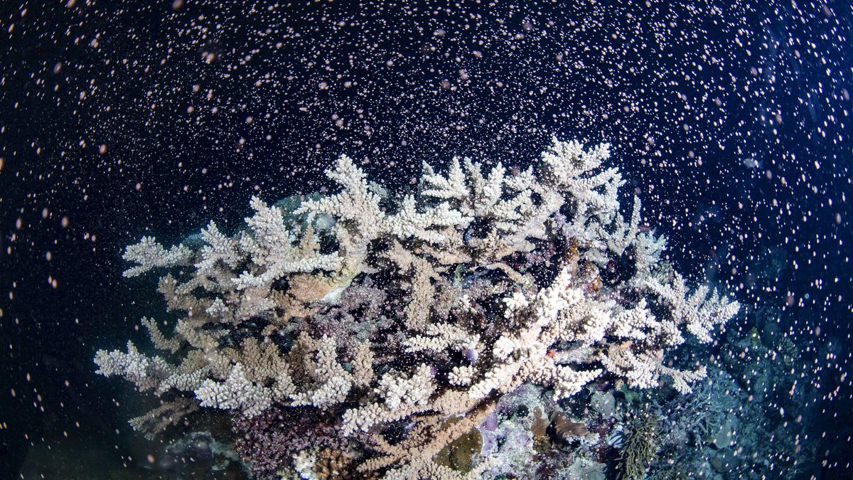Scientists freeze Great Barrier Reef coral in world-first trial