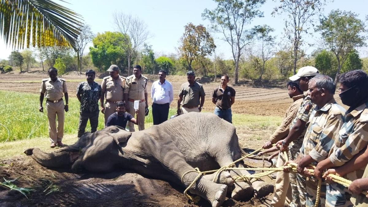 Modi compliments Bandipur staff for saving elephant