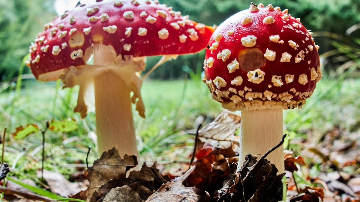 Funky Fungi: Mushroom you won’t believe exist