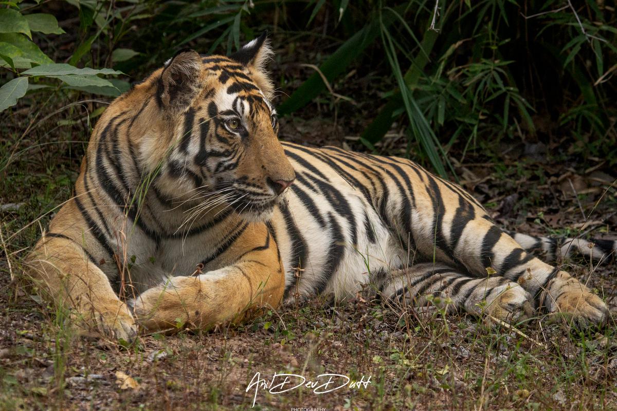 A tiger at Tadoba Andhari Tiger Reserve in Maharashtra. 