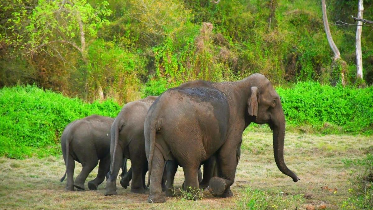 72-year-old farmer dies in elephant attack in Chikkamagaluru