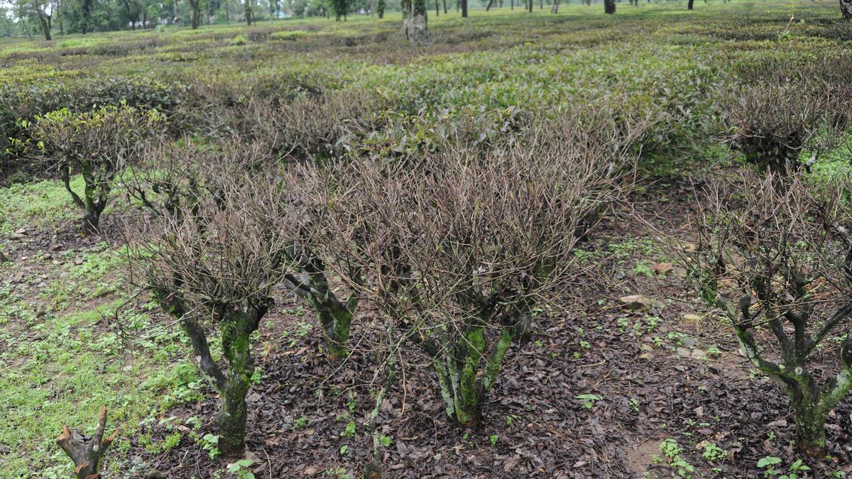 Death of a worker at Bengal’s Alipurduar tea garden sparks allegation of starvation