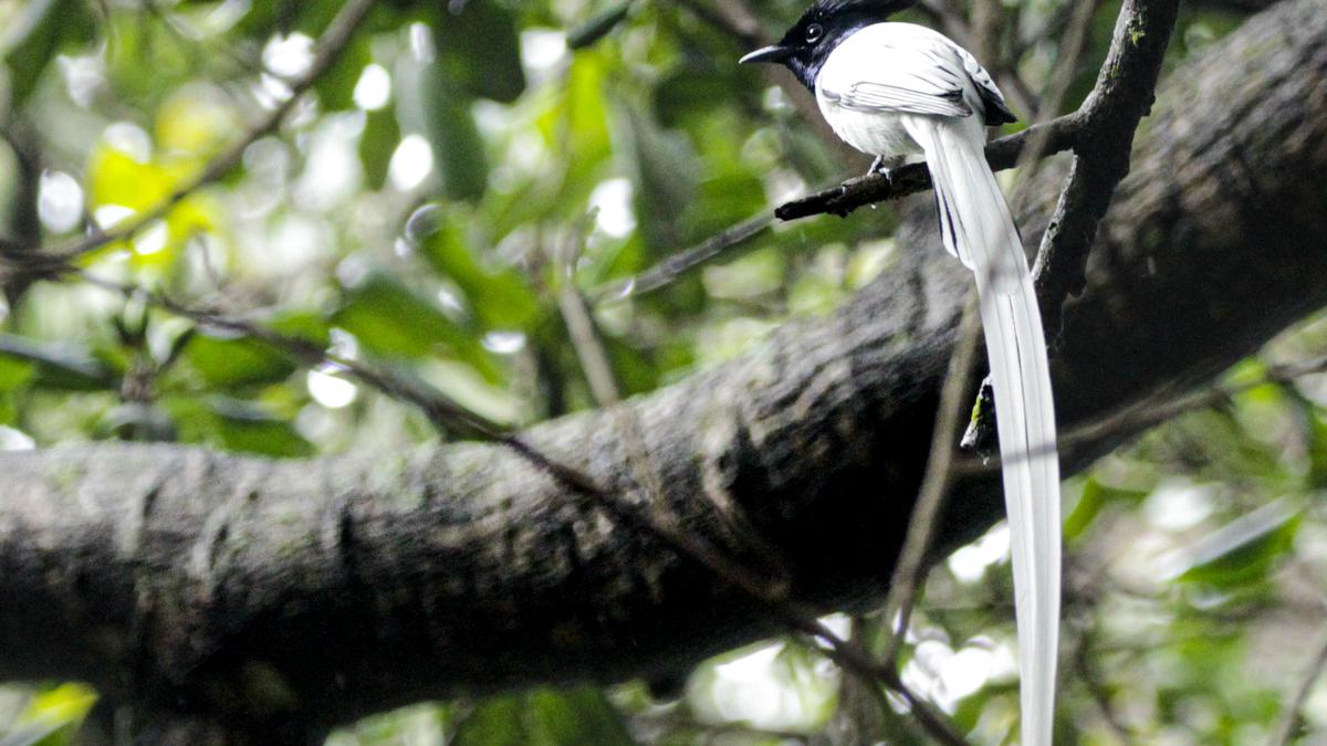 Indian paradise flycatcher’s ribbon dance in the heart of Bengaluru