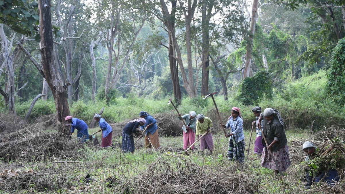 Over 200 hectares of invasive weeds to be cleared from MTR this year