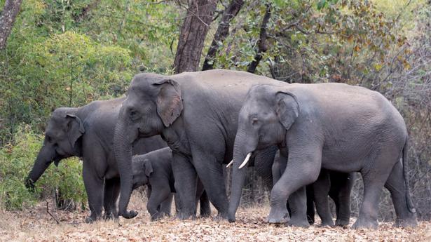 Elephants re-colonise Bandhavgarh Tiger Reserve, helped by the local community
