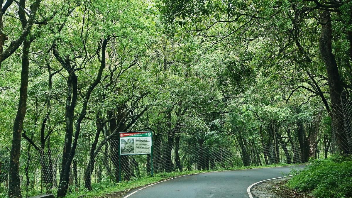 Sandalwood smuggling rears its head again in Marayur