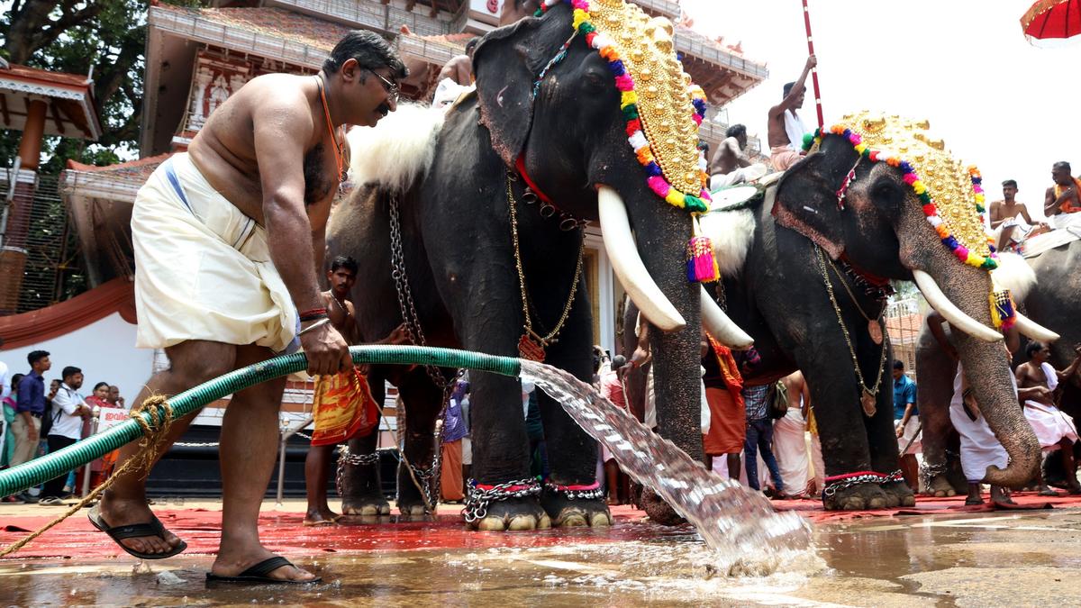 Shortage of elephants with attractive physical traits pushes rents of jumbos up in Kerala