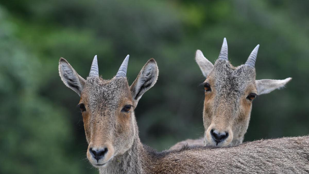 T.N. Forest Dept. temporarily suspends radio-collaring of Nilgiri tahr