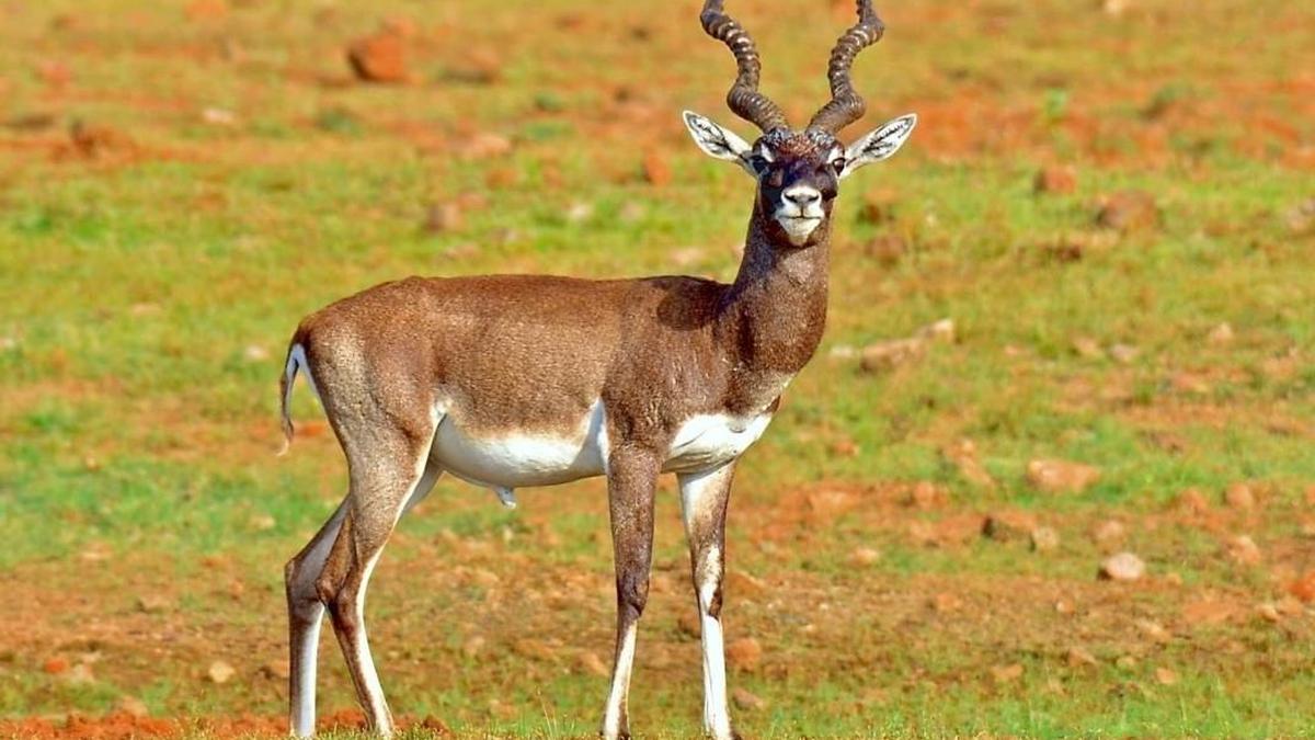 Blackbuck population rises to 300 in Vallanadu sanctuary
