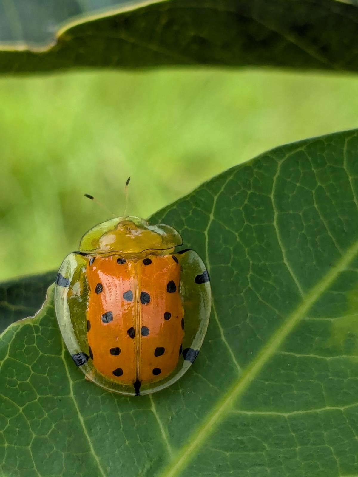 Chrysomelidae Tortoise beetle. Chrysomelidae Tortoise beetle.