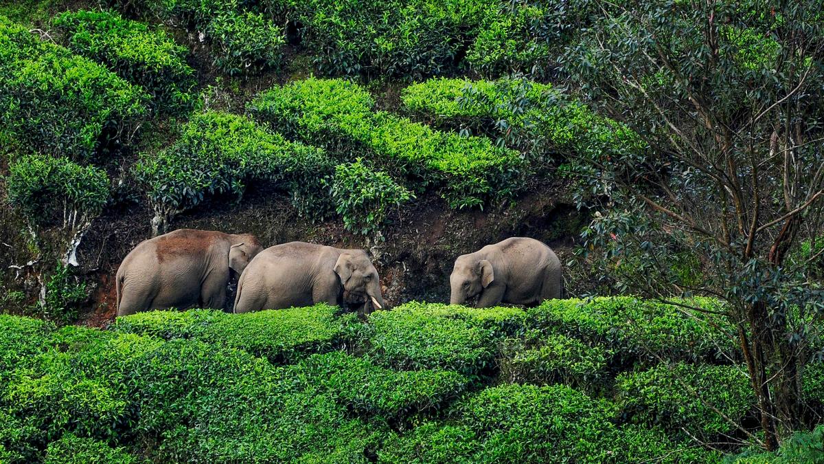 Tribal man trampled to death by wild elephant in Kerala’s Thrissur