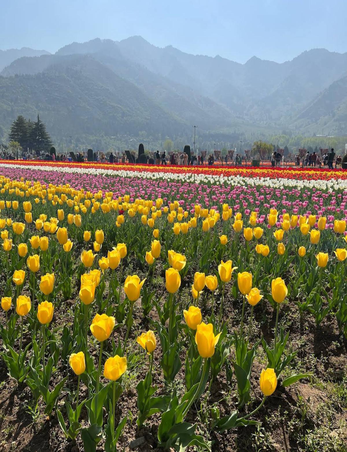 Color-coded rows of tulips in the Tulip Garden  