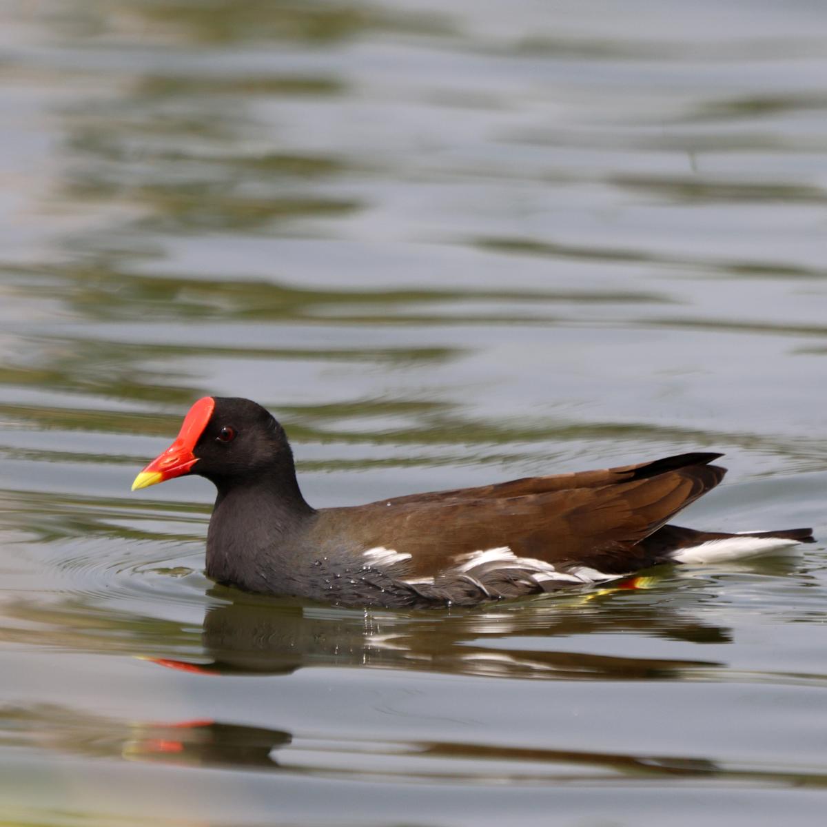 Eurasian moorhen 