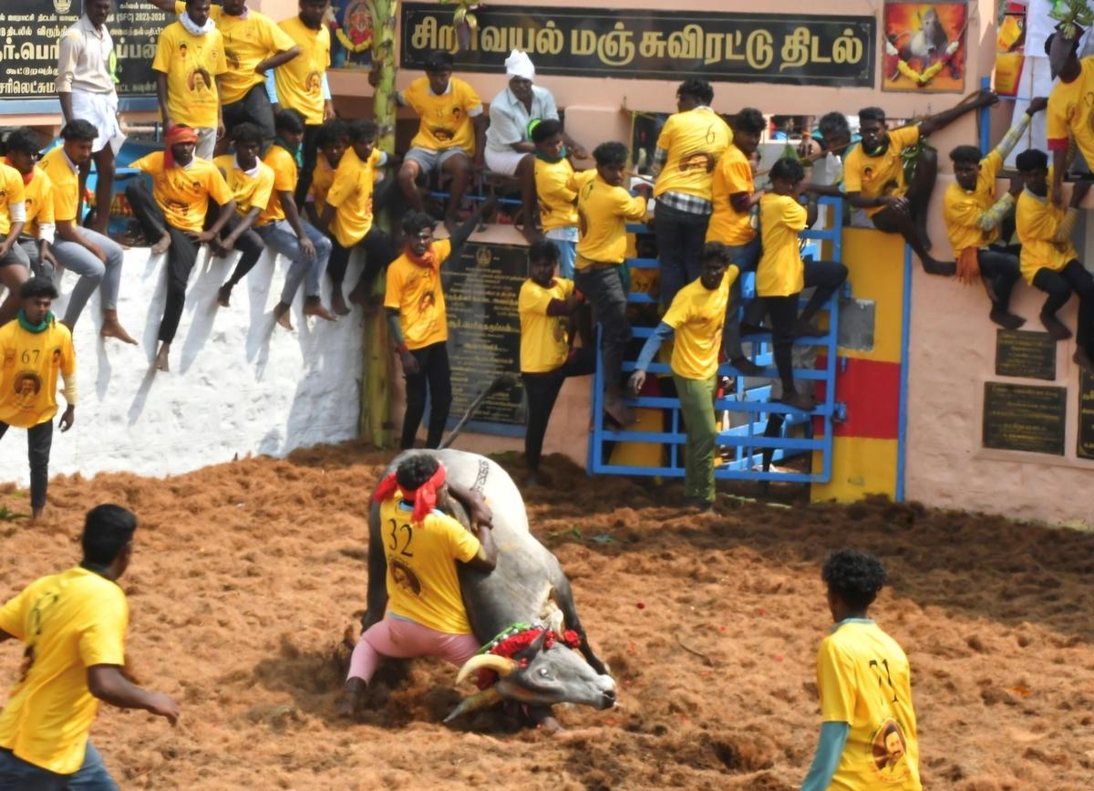 Tamers trying to tame a bull at Siravayal manjuvirattu in Sivaganga on Saturday. 