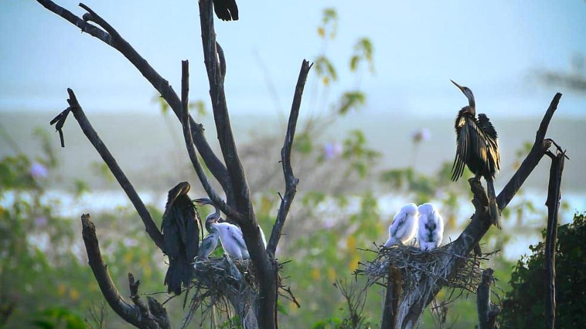 Two-day synchronised terrestrial bird census in central region begins on Feb 14