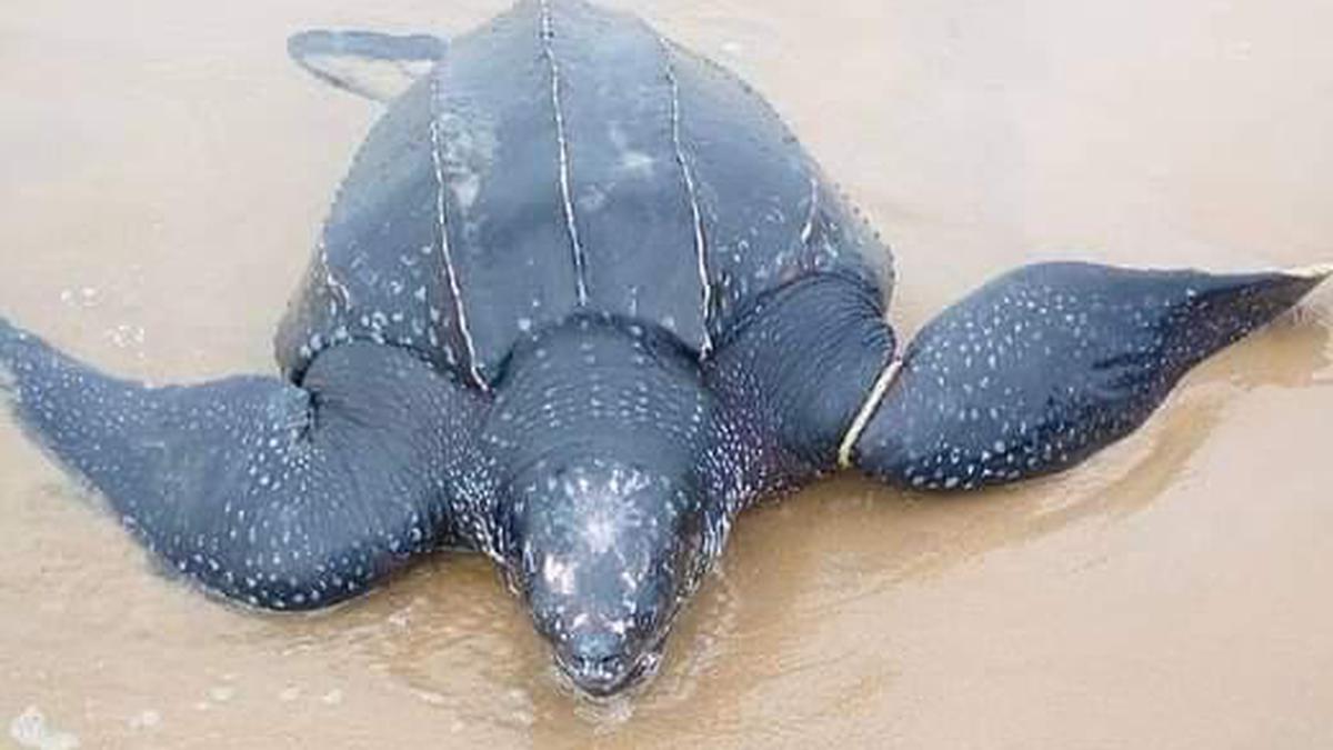 Leatherback, the world’s largest sea turtle, makes a rare appearance in Visakhapatnam