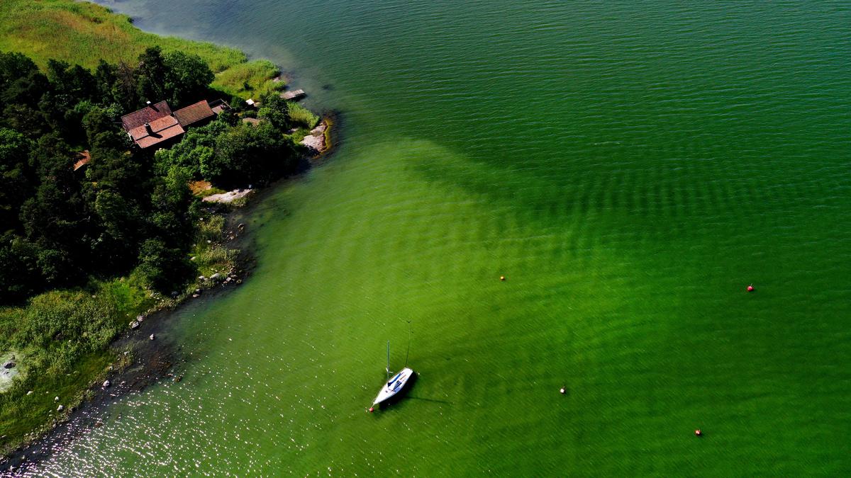 Phytoplankton blooms see two-decade surge along world's coastlines