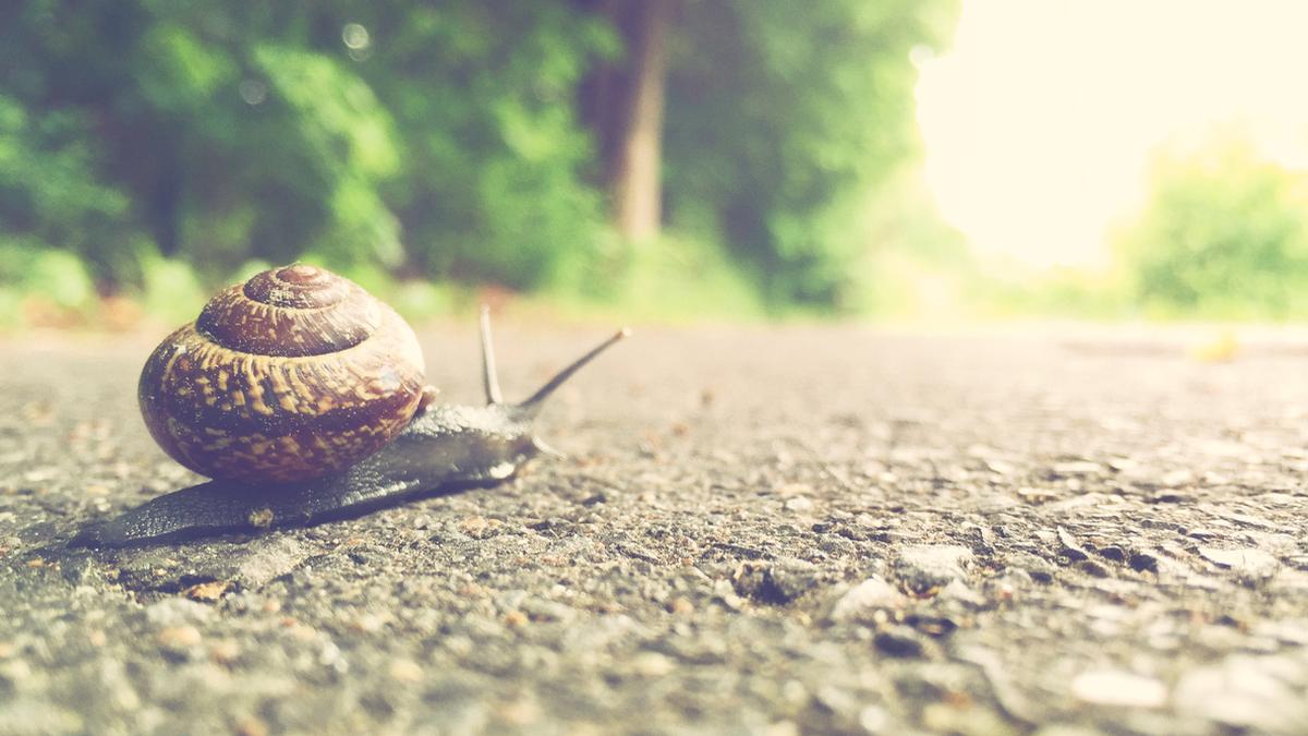 Review of Maria Reva’s Endling, longlisted for The Booker Prize 2025