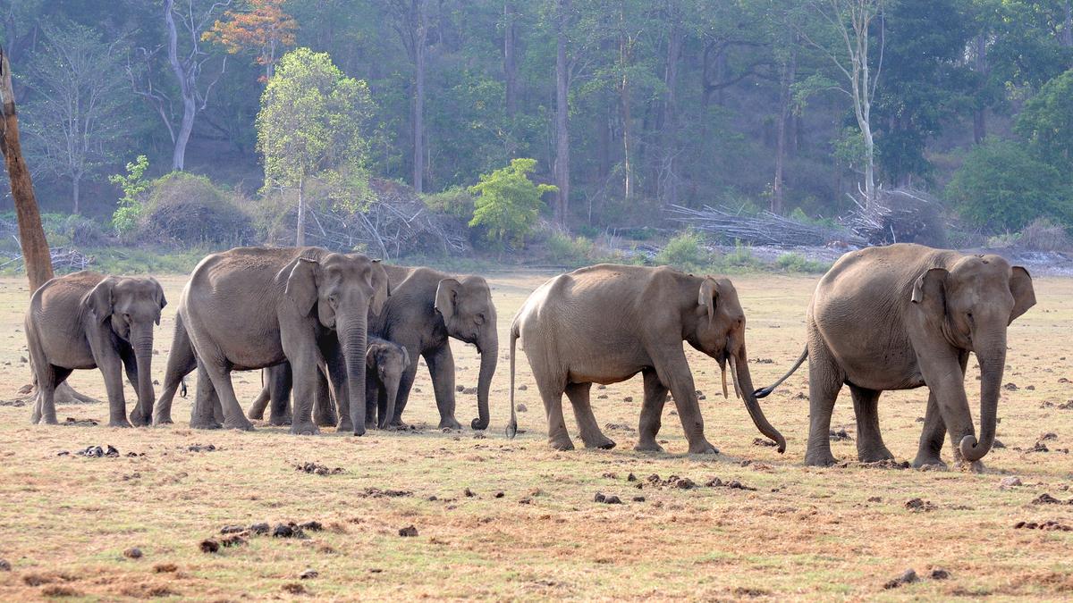 Jumbo task of counting elephants gets underway in Karnataka