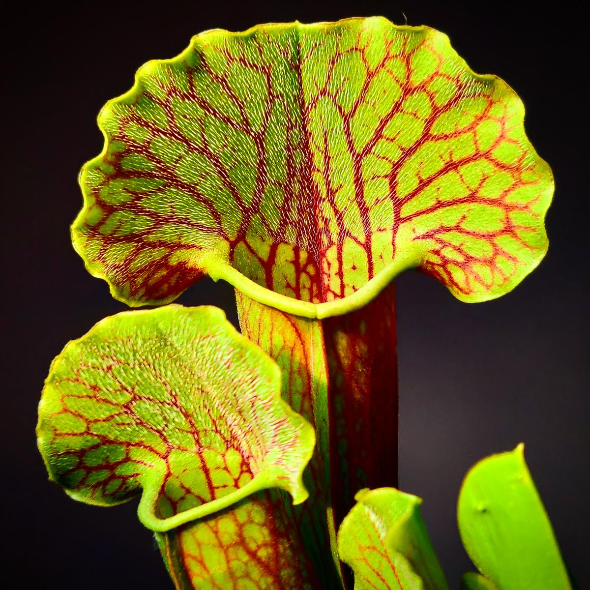 Sarracenia