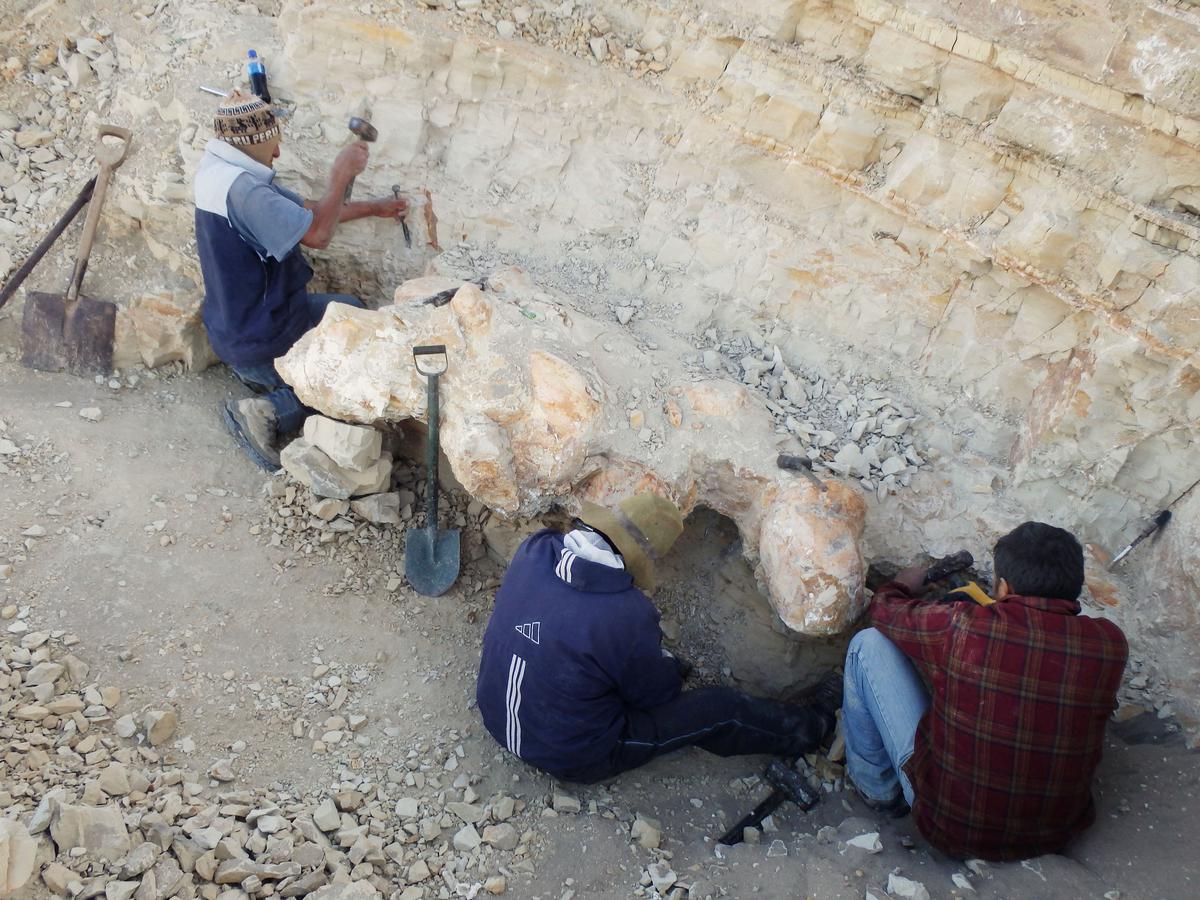 Massive extinct whale 'may be heaviest animal that ever lived' - The Hindu