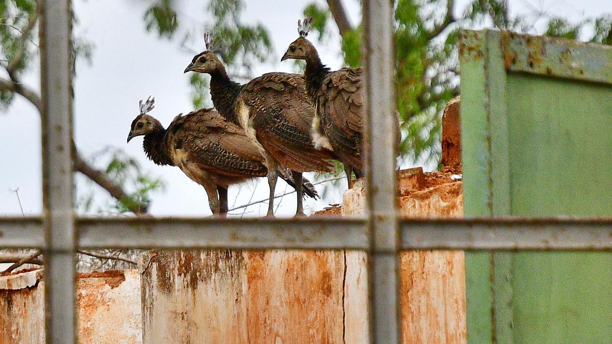 Residents concerned over rising peafowl population in Coimbatore city