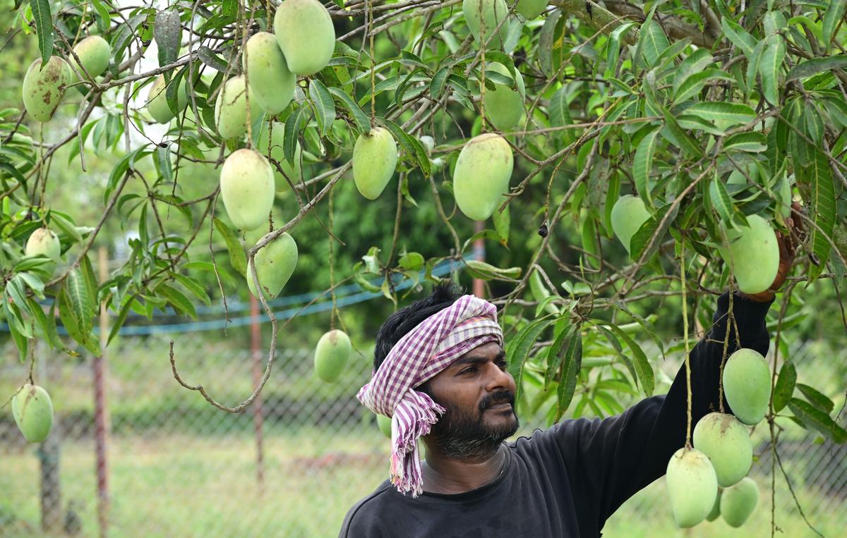 thehindu.com - V. Raghavendra - Integrated logistics planning done to promote six horticulture crops in Andhra Pradesh