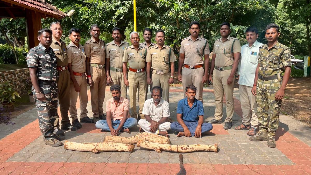 Three arrested for felling sandalwood tree from forest near Pollachi