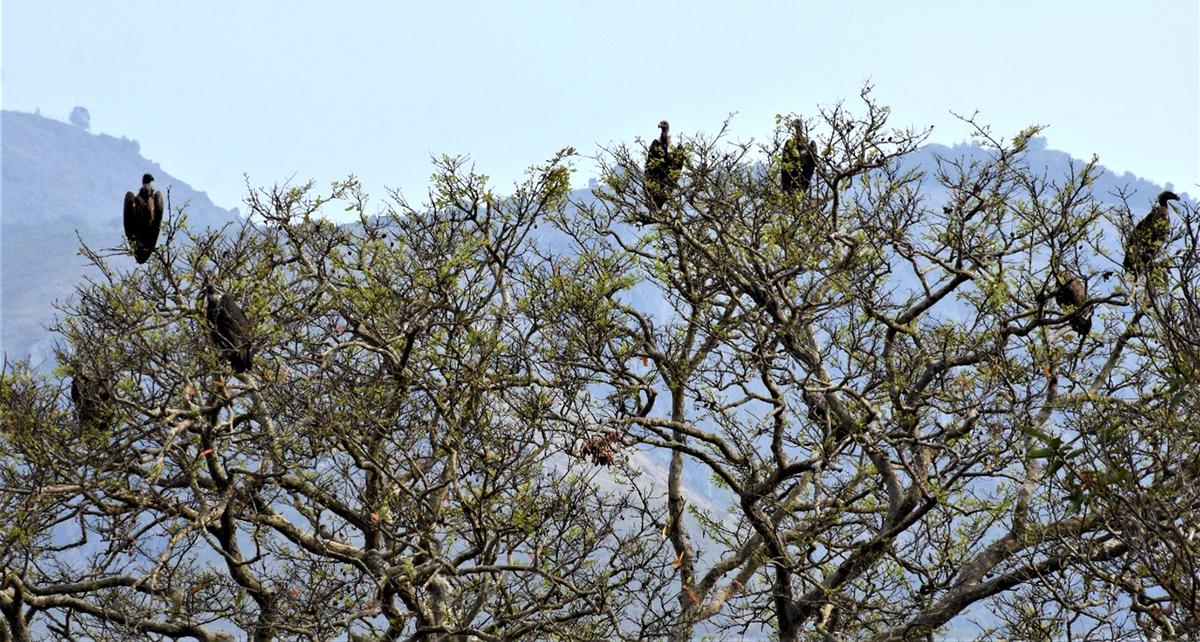 Jharkhand forest officer identifies 146 bird species, compiles names in Santhali, Hindi