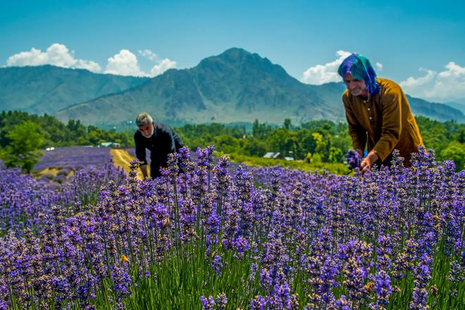 Quick pick: Farmers harvesting lavender at Sirhama.