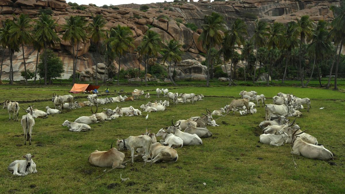 In Karnataka’s Vijayanagara, a cowherd on call