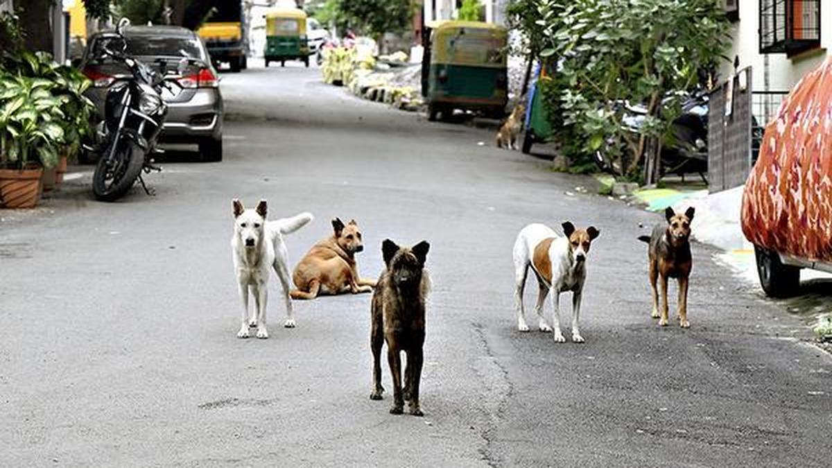 Woman adopts 20 stray dogs in Bengaluru