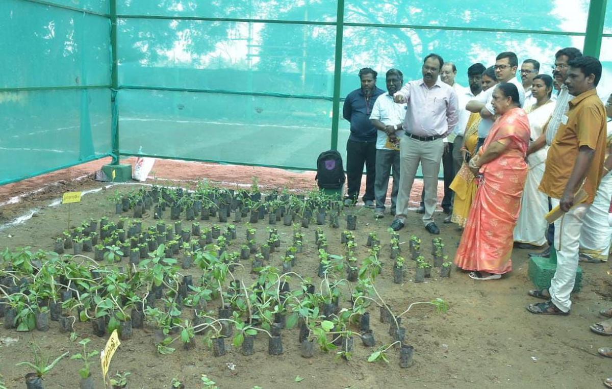 For women living with HIV/AIDS in Tiruvallur, a plant nursery offers hope for future