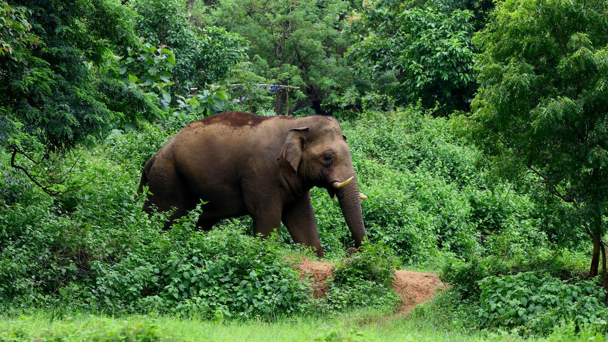 17-year-old narrowly escapes wild elephant attack in Aralam rehabilitation area in Kerala 