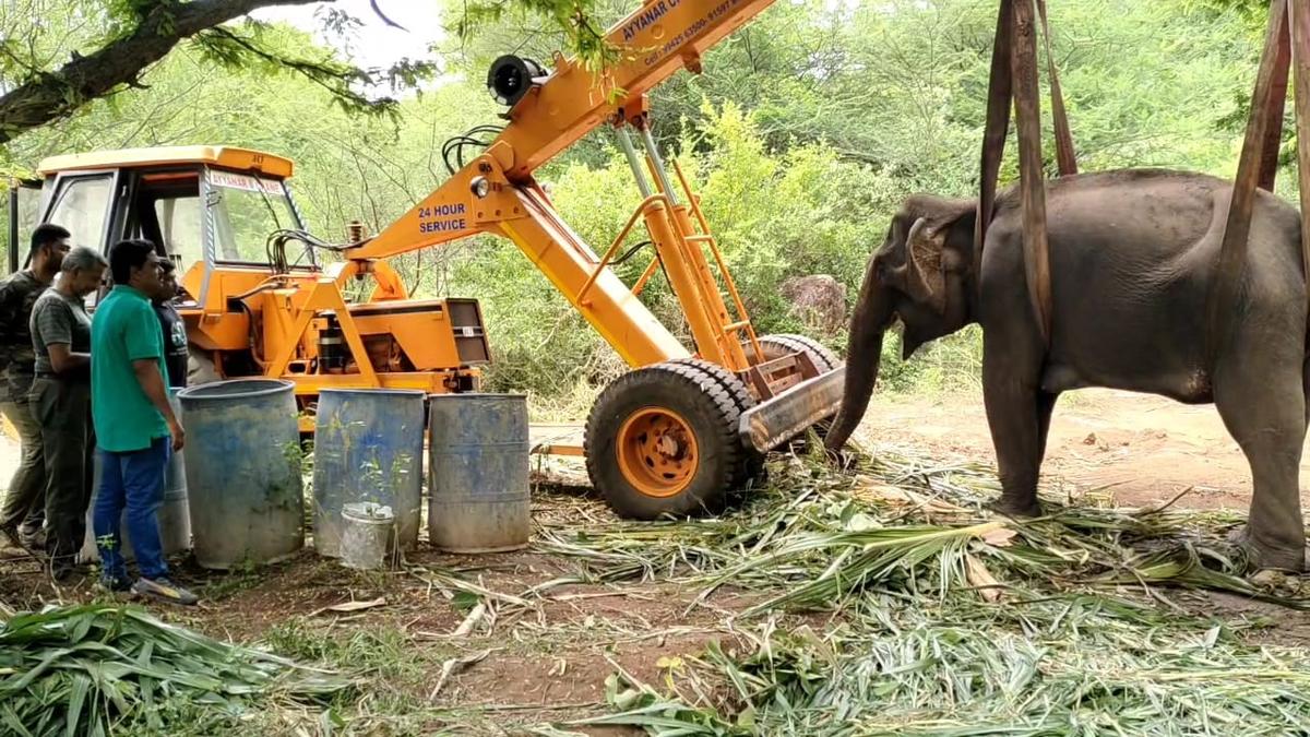 Calf, herd members visit ailing female elephant under treatment near Coimbatore