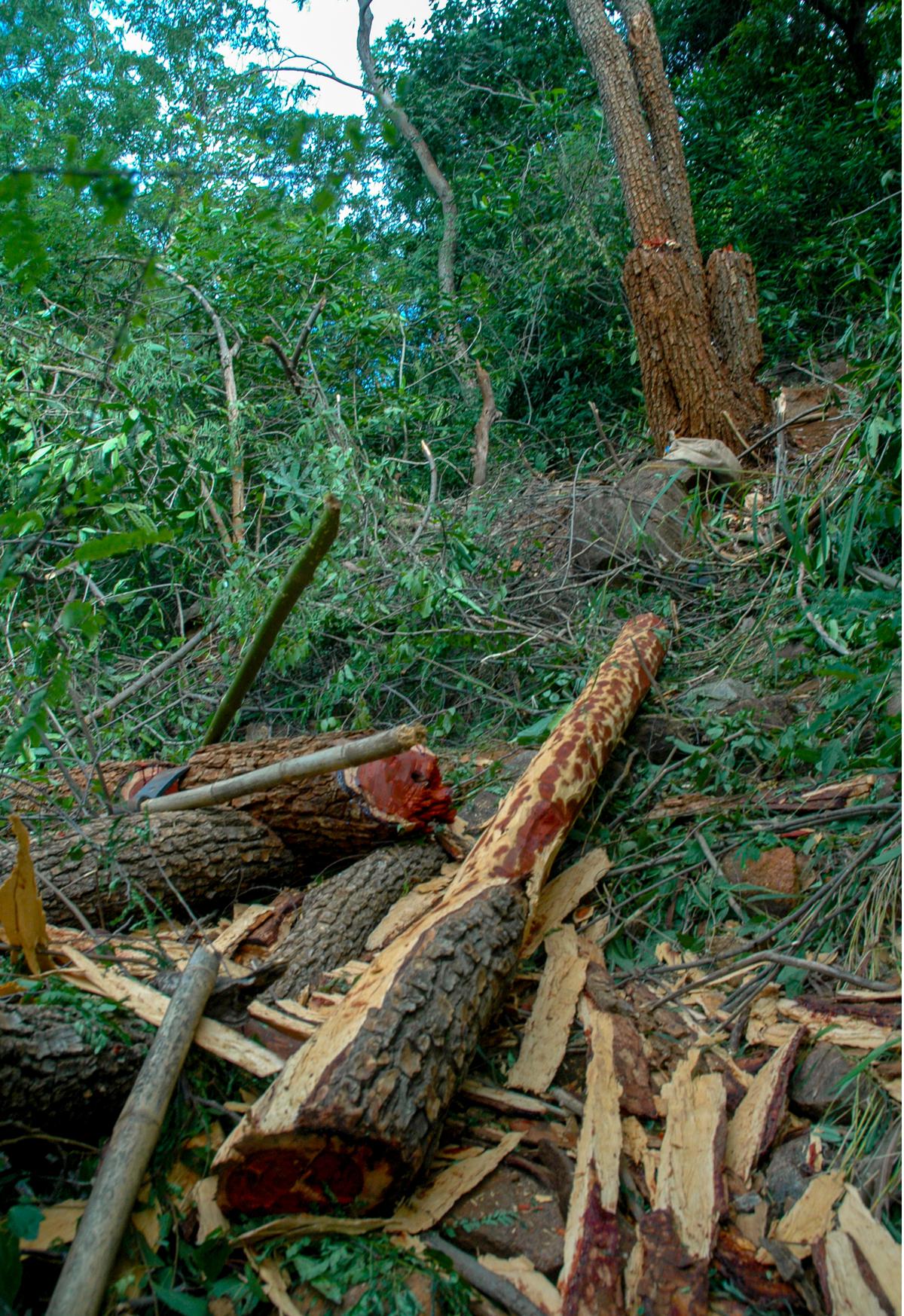 A file picture of red sanders (Pterocarpus santalinus) trees felled by smugglers in the Seshachalam forest. The continued presence of smugglers and the unbridled transportation of the endemic wood is a reason cited for the movement of predators out of the wild.