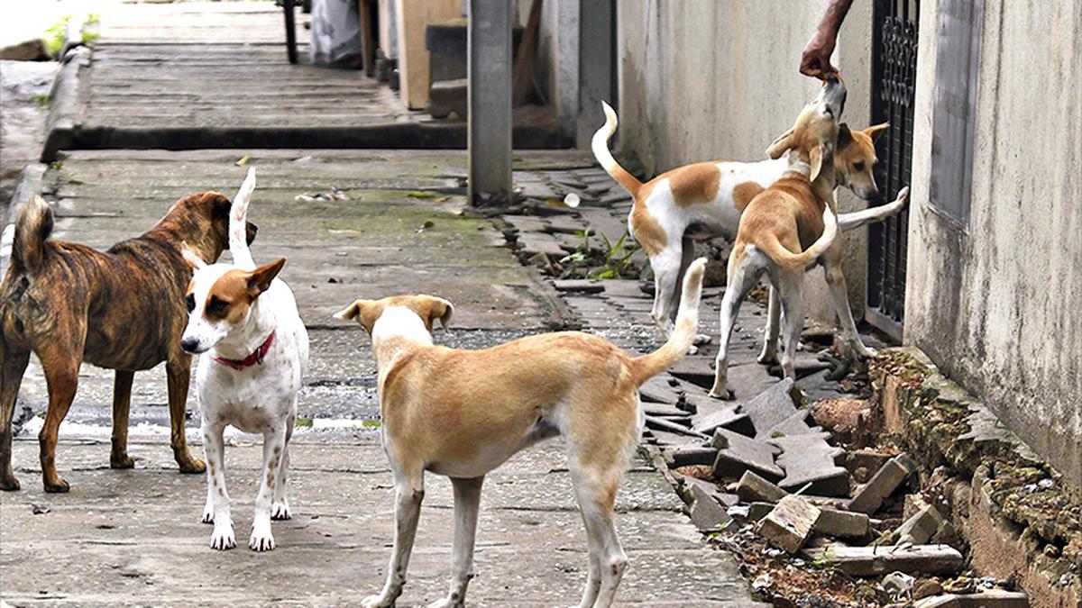76-year-old woman on morning walk killed by stray dogs at Jalahalli in Bengaluru