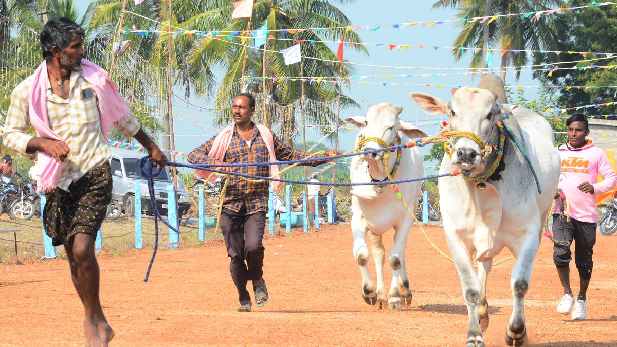 Sankranti celebrations begin on a grand note in South Coastal Andhra Pradesh