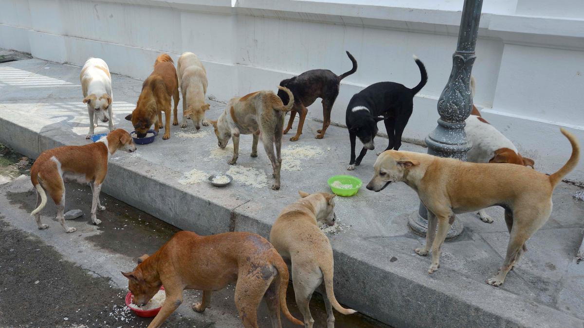 Data | Stray dog bites are a cause for concern; vaccination helps