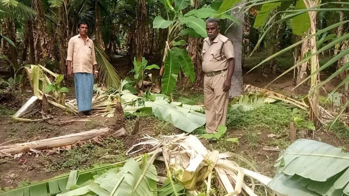 Sleepless nights for farmers as incidents of crop raiding escalate during elephant migration season in Coimbatore